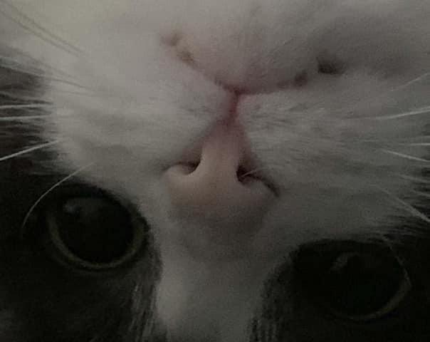 Gracie was from Special Paws Cat Rescue. Donna said she came as a foster cat but her family soon fell in love with her and decided to adopt her.