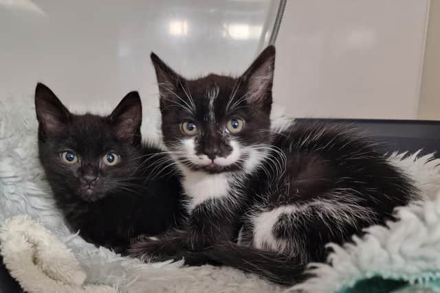 Ru and Paul were rescued from a Mansfield skip.