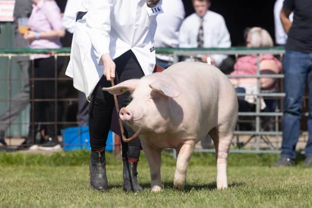 The show attracted a crowd of 14,000 people, including a significant number of young people.