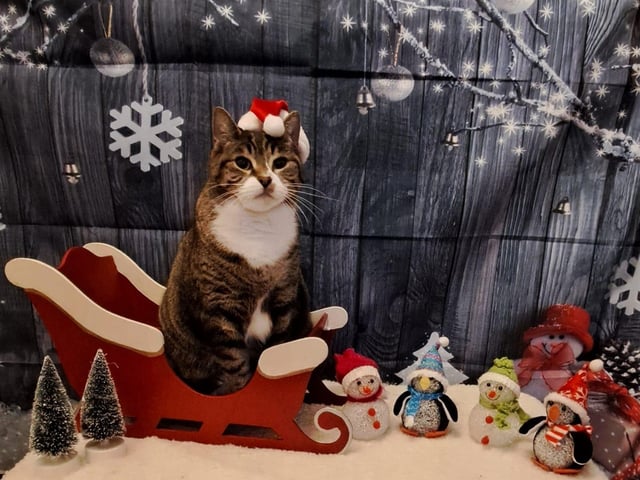 Oh, and who said cats can't have fun too? Here is Buster. Thanks for sharing, Wendy. Buster is ready for Santa Paws.