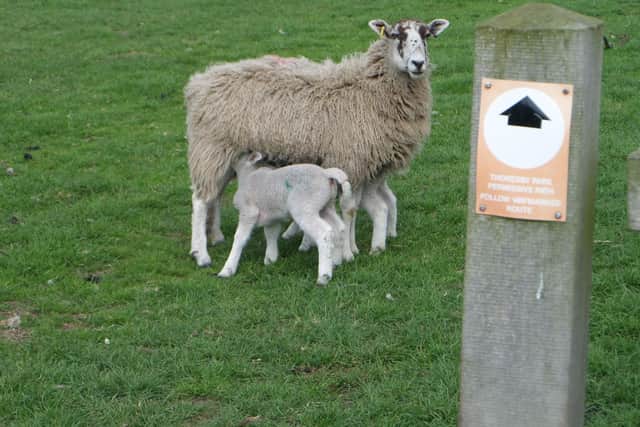 Sheep and lambs by a footpath