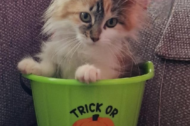 Ann, one of our readers, shared this adorable photo of her kitten, Pumpkin.