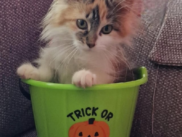 Ann, one of our readers, shared this adorable photo of her kitten, Pumpkin.