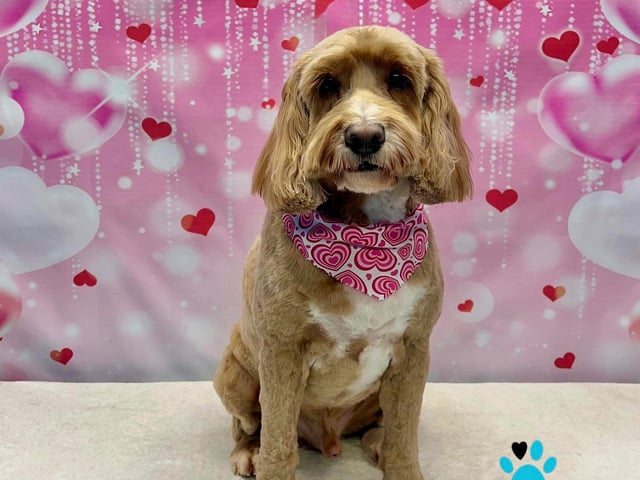 Check out this sweet selection of Valentine's themed photoshoot pictures