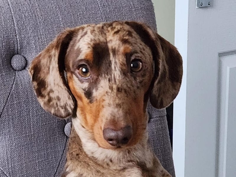Nico, the one-year-old sausage dog.