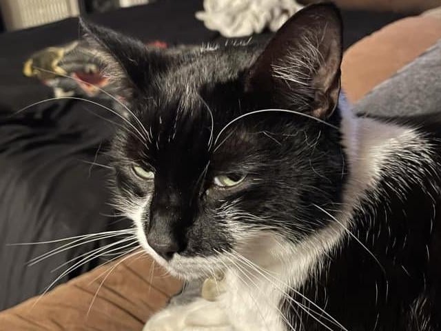 Melanie also adopted Boo from Cats Protection at four-months old, after Boo (a kitten at the time) had been found in a hedgerow. She has been with Melanie's family for seven-eight years now.