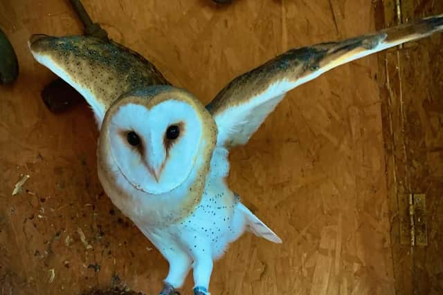 Owls will be among the birds of prey on display.