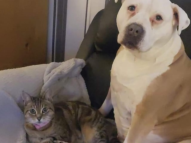 Heather Miller shared this adorable photo. She said: "Rescued both my babies. They are now really happy, loved and best friends."