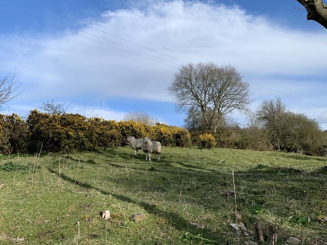 Leap year superstitions are not kind on farmers as there’s an old Scottish saying that a ‘leap year was never a good sheep year’, while in Germany a proverb says ‘leap year will be a cold year’.
