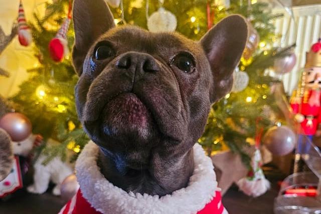 Another cute Christmas photo from Cassie. How adorable!