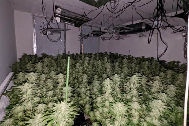 Plants were found in rooms spread over two floors of a house in Ryemere Close this week.