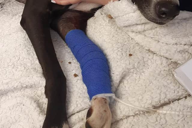 Beauty's Legacy and supporters are raising £1,500 for Luna's vet costs after she was hit by a car in Mansfield.