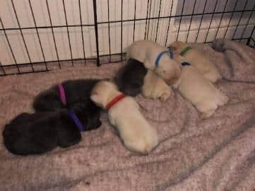 All of the eight puppies together.