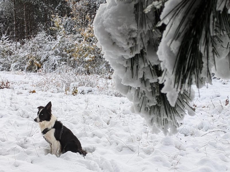 Sheryl Shezza Etches sent us this photo of her dog in the snow