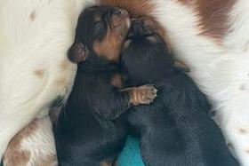 Julie Rowley also shared this photo of newborn King Charles cavalier puppies - born just in time for King Charles' coronation day.