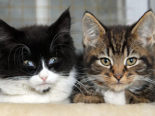 More from Top Cat and Tails Cattery, New Lane, Hilcote. 2010.