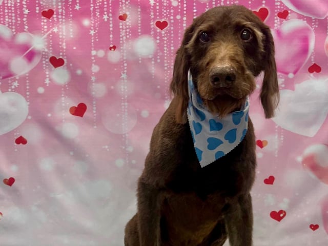 Showing off the results of the groom at On all Pawz