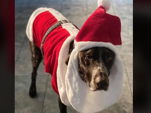 In the run up to Christmas 2020, our readers have shared their pets adorable festive costumes.