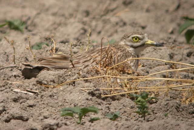 The Stoney Curlew spotted on farmland at Wellow
