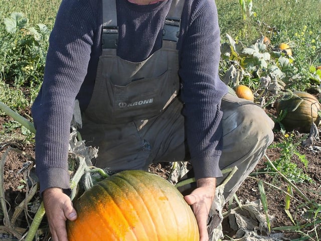 Farmer Kevin Mark Holdsworth tries different varieties every year.