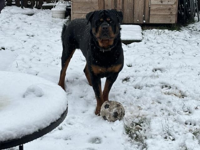 Snowfall = play time.
