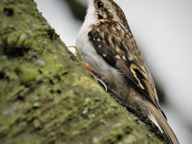 Head to Creswell Crags at Welbeck this February half-term to discover that there's more to birds than pretty feathers! Hour-long sessions are being held next Tuesday and Thursday (11 am and 1.30 pm each day) to find out how birds have evolved, how they are able to fly and what they eat. An expert will also be on hand to answer any questions that budding paleontologists might have.