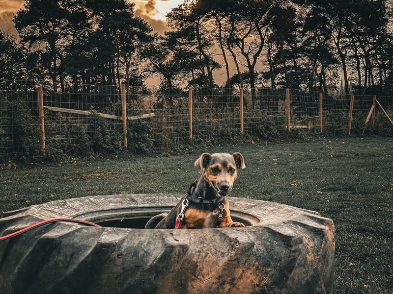 Once you have booked the field - you will get a confirmation email. This email will give you the code to the gate. Visitors must lock the gate after using the field. It is a favourite spot for many local dogs (and their owners).