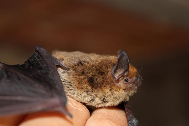 Discover more about bats on Saturday (8pm to 11 pm) with a night-time stroll into Sherwood Forest. 'Brilliant Bats' is an event run by experts at the Nottinghamshire Bat Group. A number of varieties of the winged mammal live within the forest, and you'll learn more during a talk by the group's members before heading out among Sherwood's incredible ancient oaks, using a bat detector to locate the creatures.