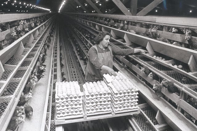 Yvonne Hollingsworth, one of the egg collectors, in a shed with approx 38,00 chickens back in April 1973