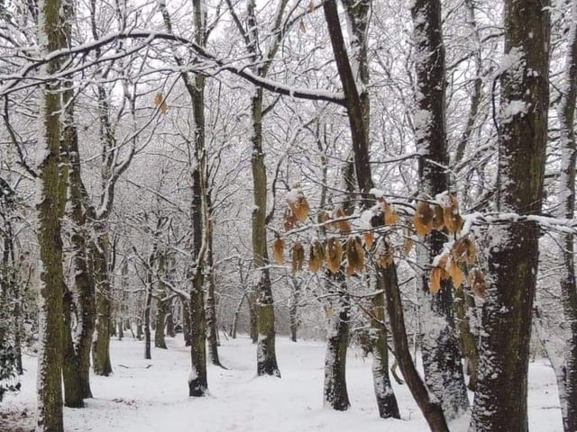 Black Carr Woods, Branton. Taken by Sarah Blackham.