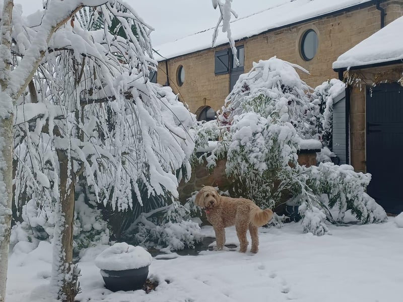 Wendy Brown sent us this photo of her dog in the snow