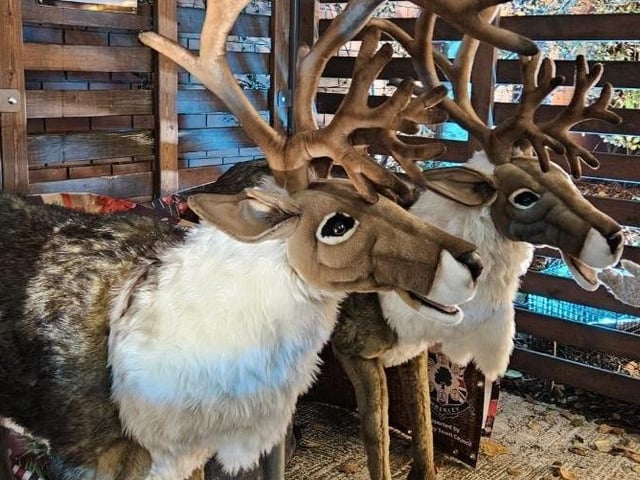 Santa's reindeer were also there at their stable in Toll Bar Square.