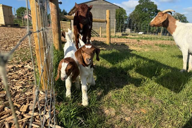 Stu the calf with the goats at the Belvoir Animal Park