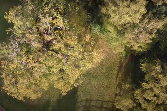 The Major Oak in Sherwood Forest