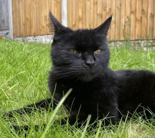 Dawn West said she adopted Bronson from Mansfield Cat Protection 15 years ago.