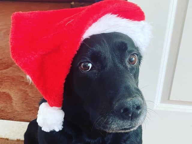 In the run up to Christmas 2020, our readers have shared their pets adorable festive costumes.