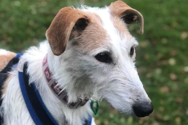 One of Santa's little helpers, who lives at the Jerry Green Dog Rescue helping to promote the Christmas auction and hoping to find a forever home.