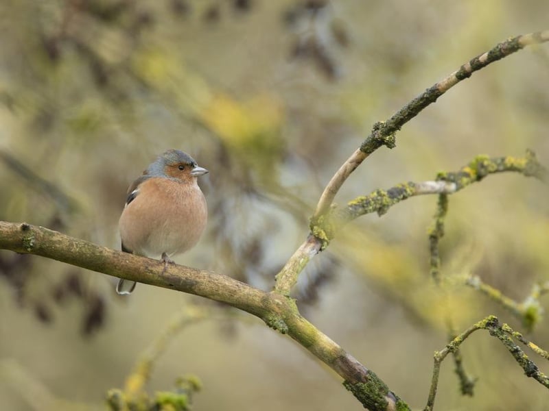 North Notts reporter, Phoebe Cox, announced to colleagues that she is leaving her job to become a professional bird watcher for the RSPB starting April 31.