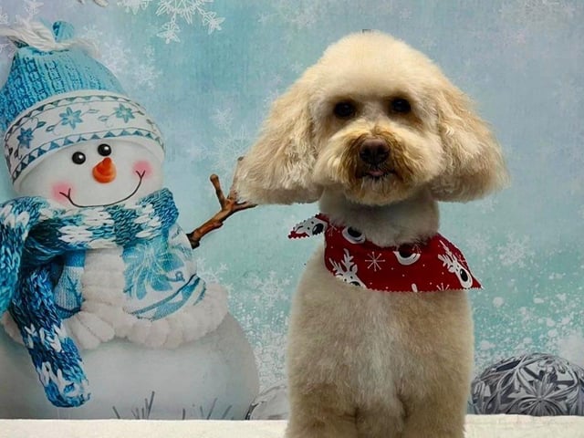 Ready for Christmas