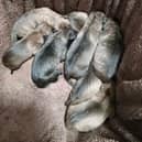 A photo shared by Mansfield Wildlife Rescue shows a litter of sleeping puppies that were found abandoned.