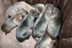 A photo shared by Mansfield Wildlife Rescue shows a litter of sleeping puppies that were found abandoned.