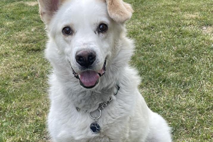 Cathy Chrystal said she rehomed Elvis last year at her Nottinghamshire home and loves him to bits. He came to the UK from Romania with half a tail, half an ear missing and only three legs. She said: "We called him Elvis as his paw was 'caught in a trap' when he was found in Romania." He was very nervous when he first moved in but is now more at ease, very relaxed and full of love for his new family. He also has several doggy siblings to keep him entertained.