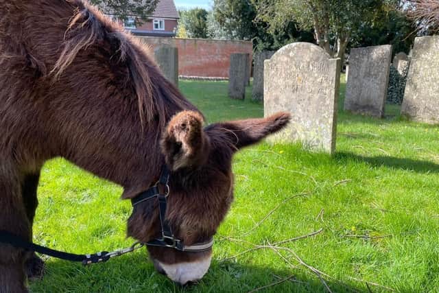 Hugo stops off on the way to the Palm Sunday service to help trim the grass in the graveyard