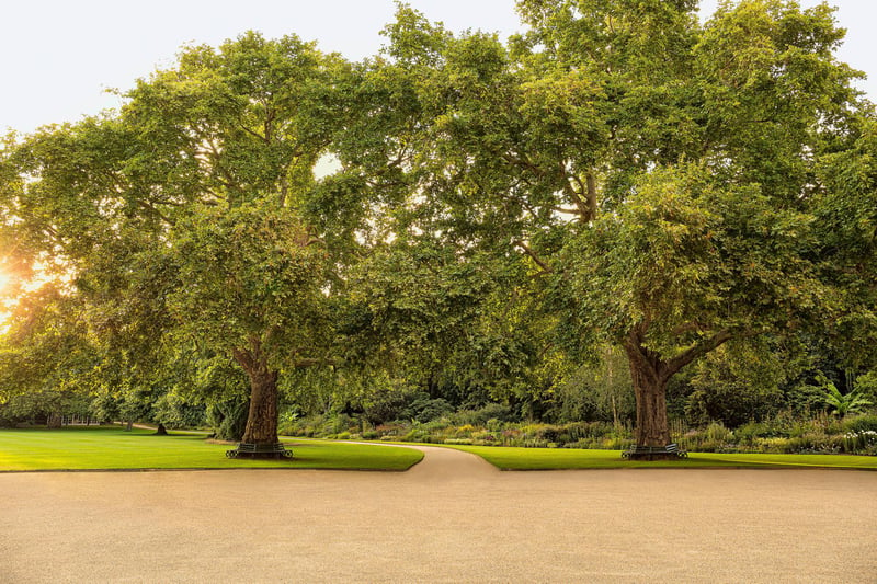 Known as Victoria and Albert, the garden’s two most famous plane trees were planted by the Queen and her consort more than 150 years ago.