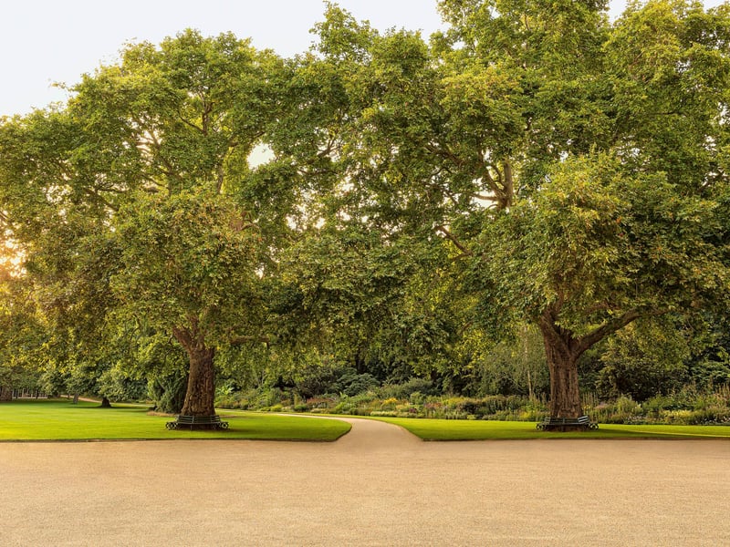 Known as Victoria and Albert, the garden’s two most famous plane trees were planted by the Queen and her consort more than 150 years ago.