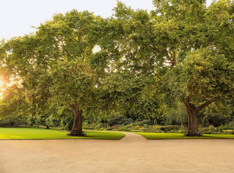 Known as Victoria and Albert, the garden’s two most famous plane trees were planted by the Queen and her consort more than 150 years ago.