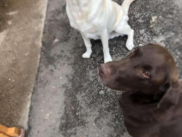 George and Ginny from Team Edward Labrador Rescue.