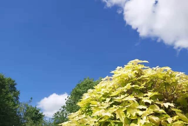 The weather will be warm with a few scattered showers.