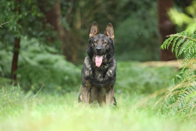 PD Loki is retiring after nearly five years' loyal service.