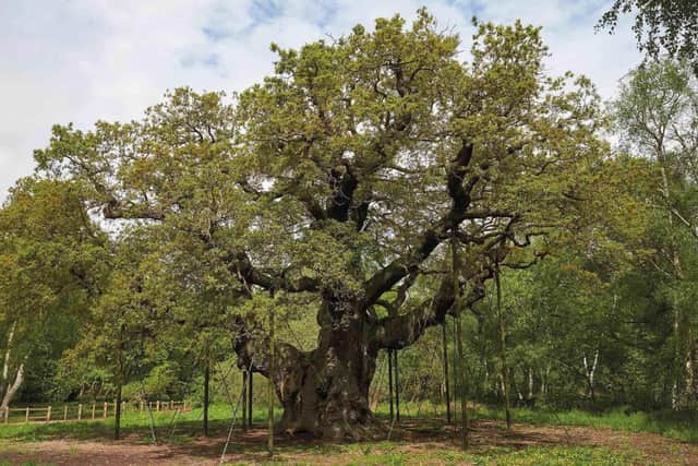The magnificent Major Oak tree, said to be up to 1,000 years old, at Sherwood Forest.
